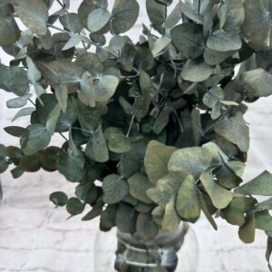 Eucalipto preservado