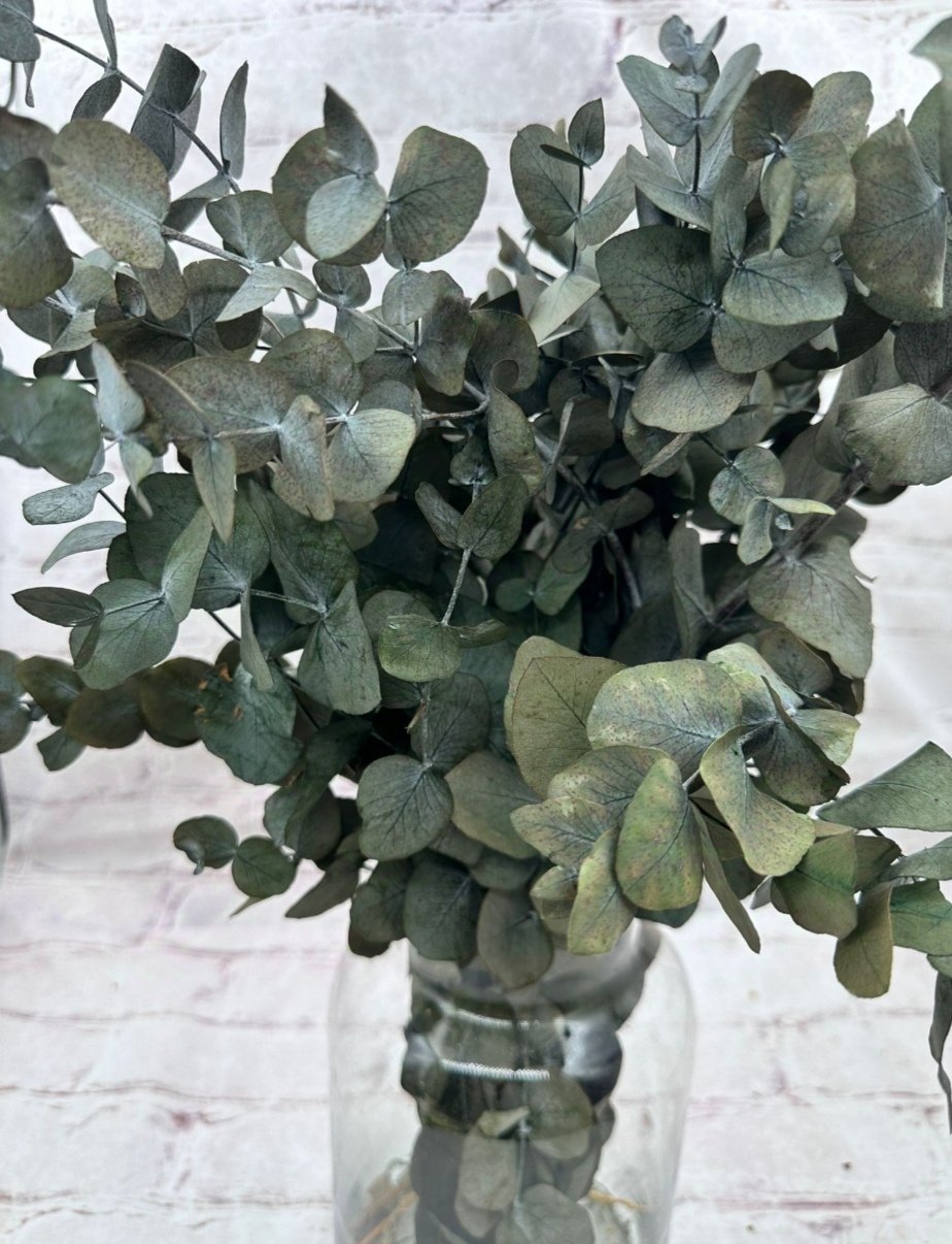 Eucalipto preservado