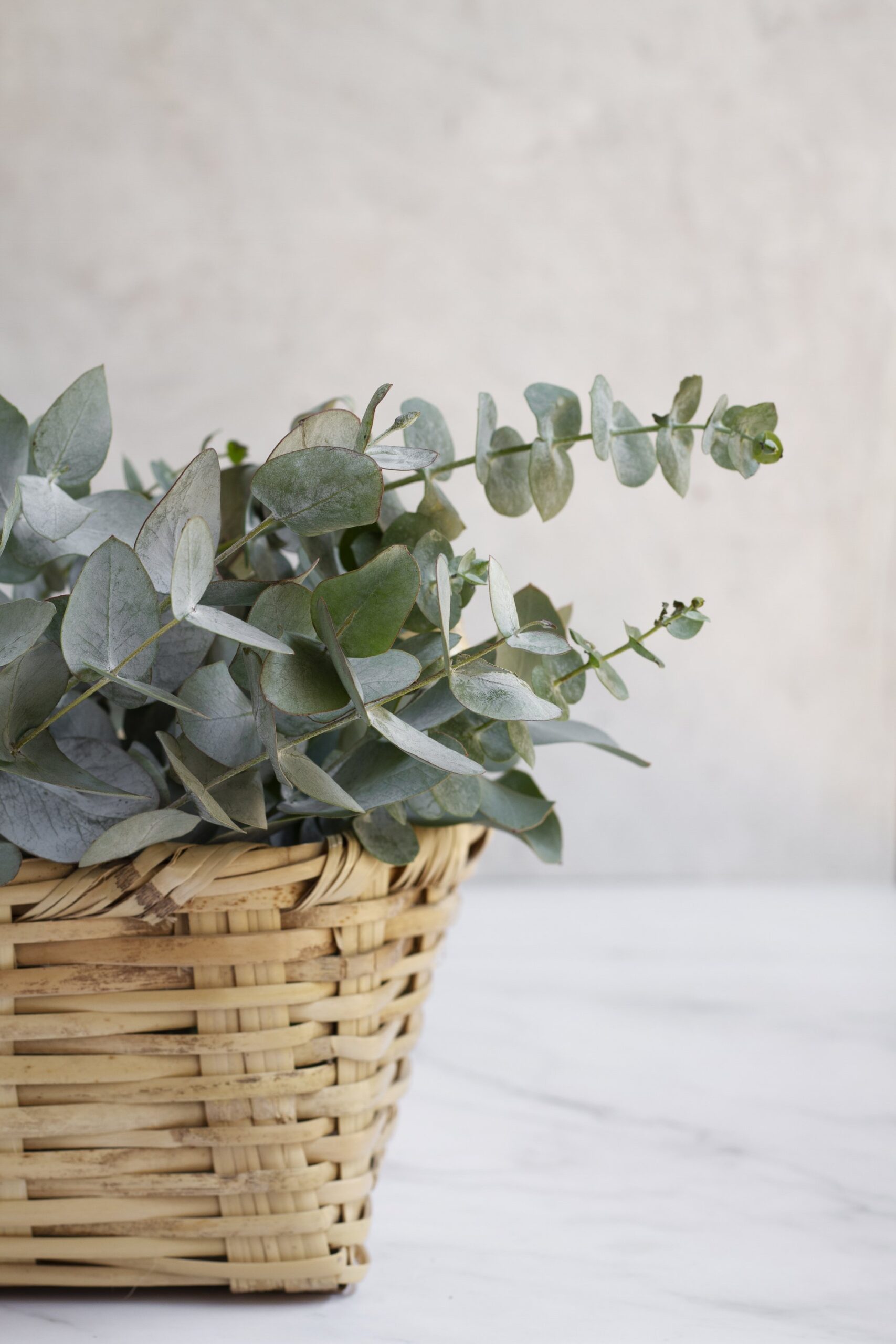 Eucalipto preservado - Imagen 2