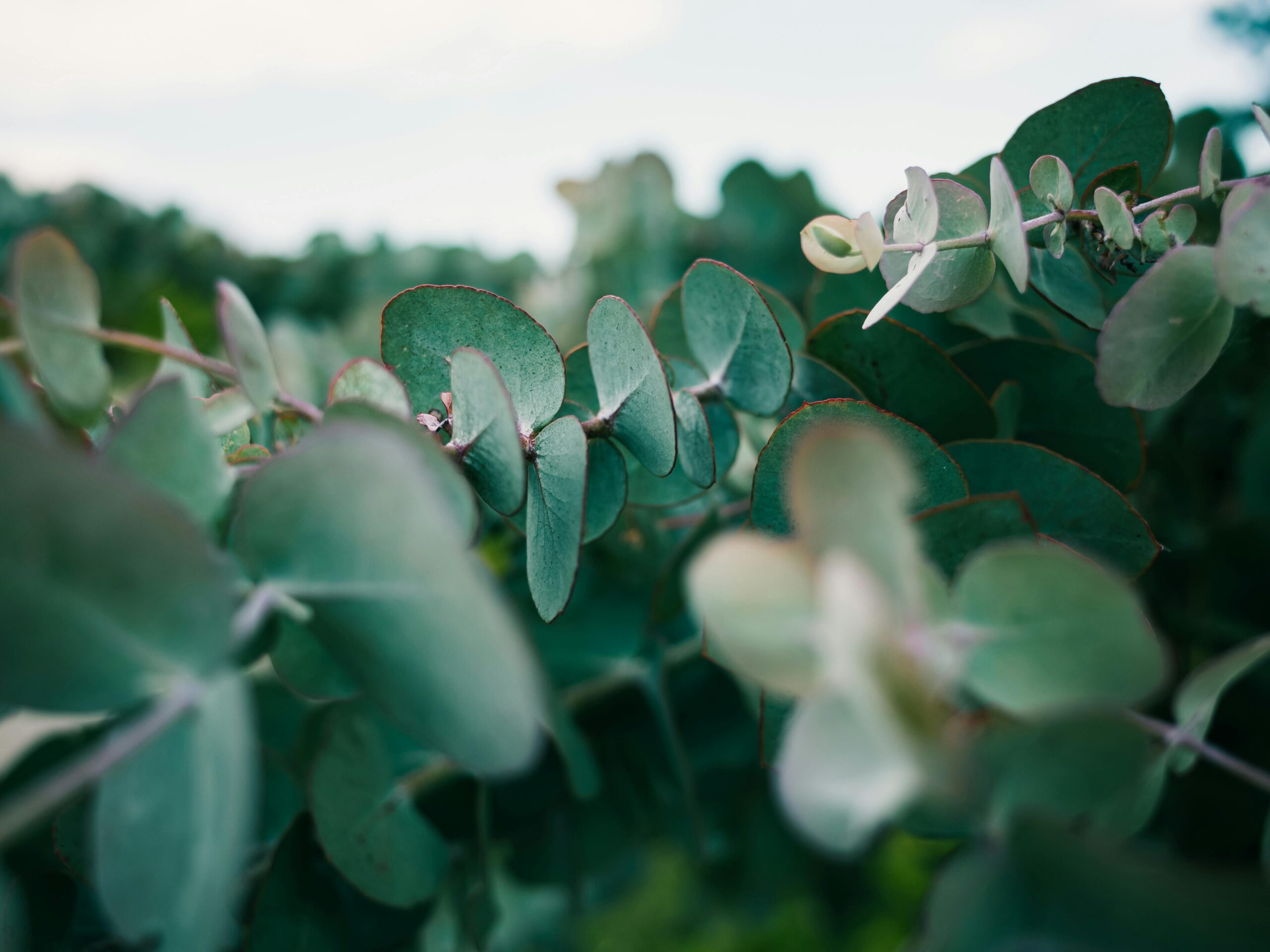 Natural close-up of eucalyptus leaves outdoors, showcasing their unique texture and green tones.